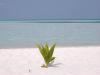 Plante solitaire