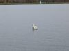Un cygne d'étang
