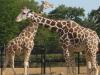Des girafes