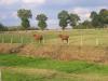Ille et Rance : Chevaux
