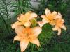 Lys oranges