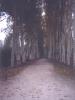 Une allée du parc