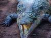 Crocodile Odile