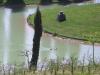 Canards