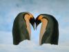 Pingouins