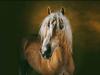 Poney avelignese