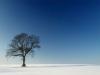 Hiver : arbre solitaire