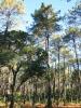 Landes : Tiens, des arbres