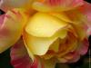 Rose Pissaro