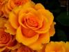 Rose orange