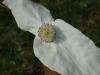 Anduze : Pistils
