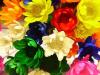 Arc-en-ciel de fleurs