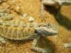 Reptiles : Dragon barbu