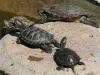 Reptiles : Tortue land
