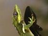 Reptiles : Lézard