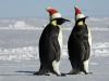 Couple de pingouins à Noël