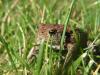 Reptiles : Grenouille