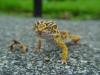 Reptiles : Gecko léopard