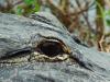 Reptiles : Alligator