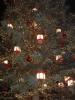 Le grand sapin