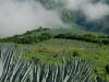Mexique : Plante Tequila