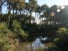 Landes : Reflets