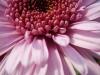 Rose profond