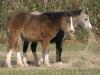 adorable_poneys