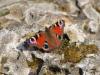 Papillon LMT