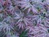 Acer palmatum dissectum