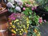 Fleurs sous porche