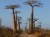 Baobab madagascar