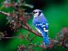 Oiseau 2 (magnifique)