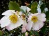 Camelia