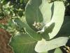 Maroc : Fleur du désert