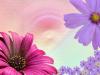 Flores-2