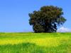 Arbol-3