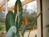 Jolie fleurs