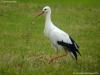 Cigogne