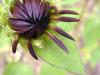 Tournesol... avant