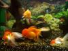 Poissons  3