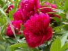 Pivoines