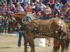 Cheval 2