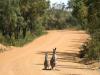Kangourous en balade