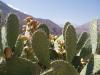 Cactus marocain