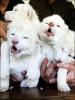 4 bébés lionceaux