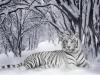 Tigre blanc sur la neige