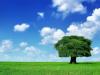 Arbol-2