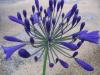 Agapanthus bleu