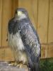 Aigle bleu du Chili